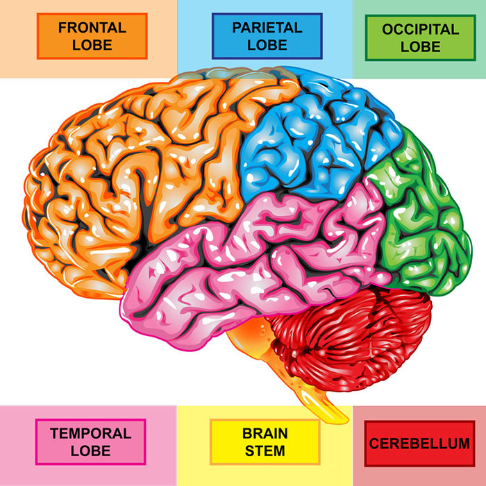 Brain diagram